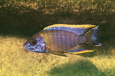 Aulonocara sp. 'lwanda' Chiwindi